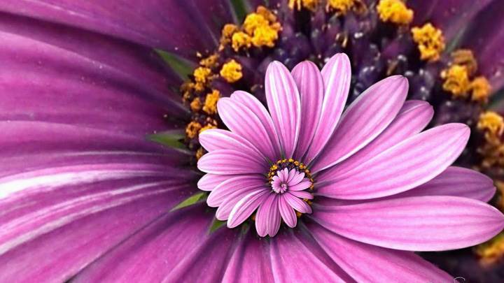 Purple Droste Closeup